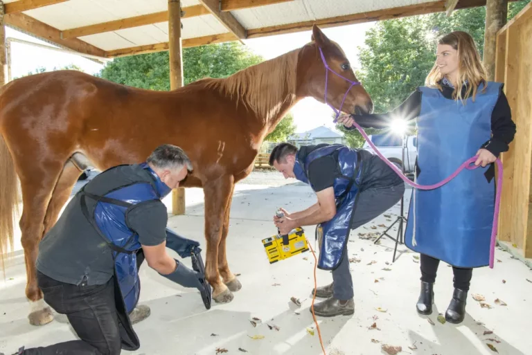 Vet Services equine 1030x688 1